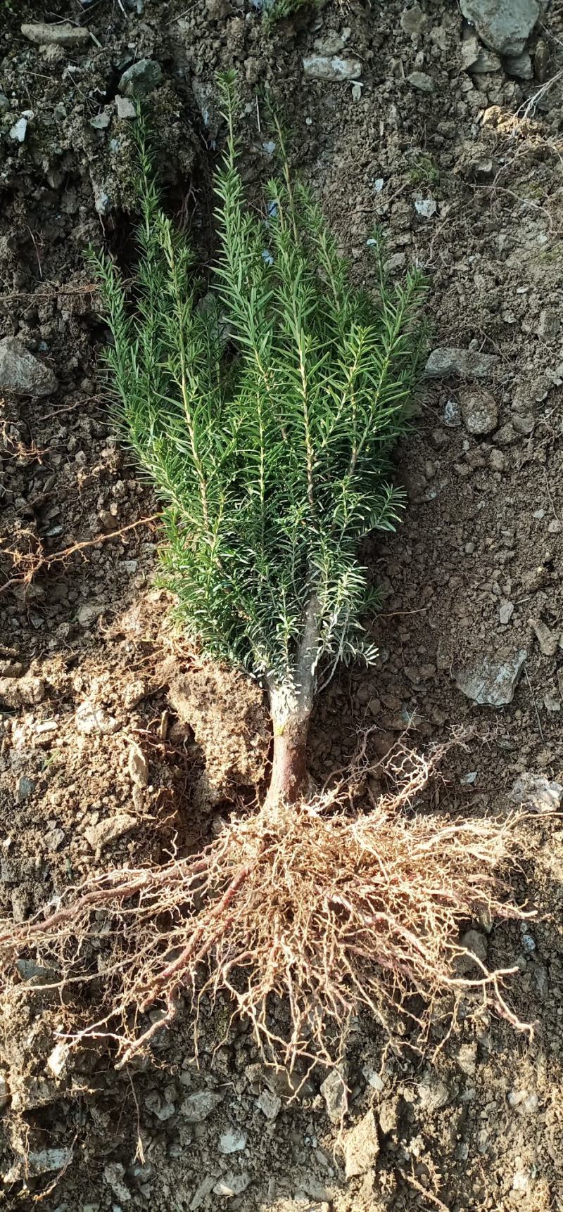 四川绵阳曼地亚红豆杉苗盆景苗货优量足欢迎电话联系！