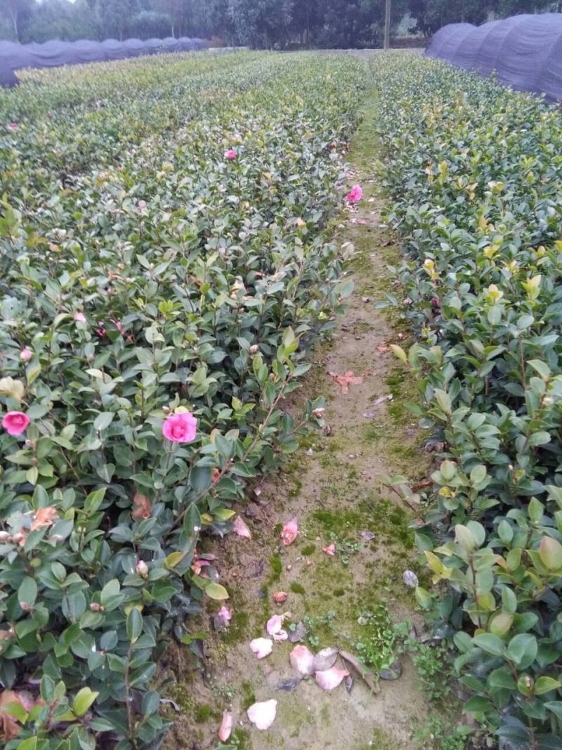 长期供应杜鹃，红继木，红叶石楠，等各种小苗球类