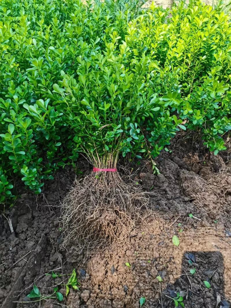 瓜子黄杨小苗，黄杨工程苗，苗圃大量供应，实地看货选购