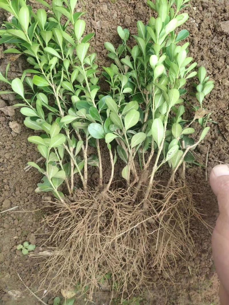 瓜子黄杨小苗，黄杨工程苗，苗圃大量供应，实地看货选购