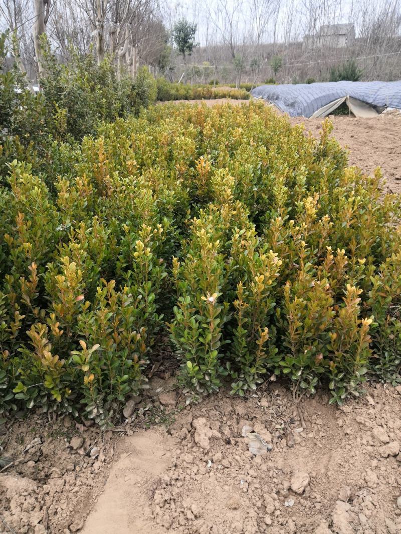 瓜子黄杨小苗，黄杨工程苗，苗圃大量供应，实地看货选购