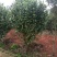 长期供应杜鹃，红继木，红叶石楠，等各种小苗球类