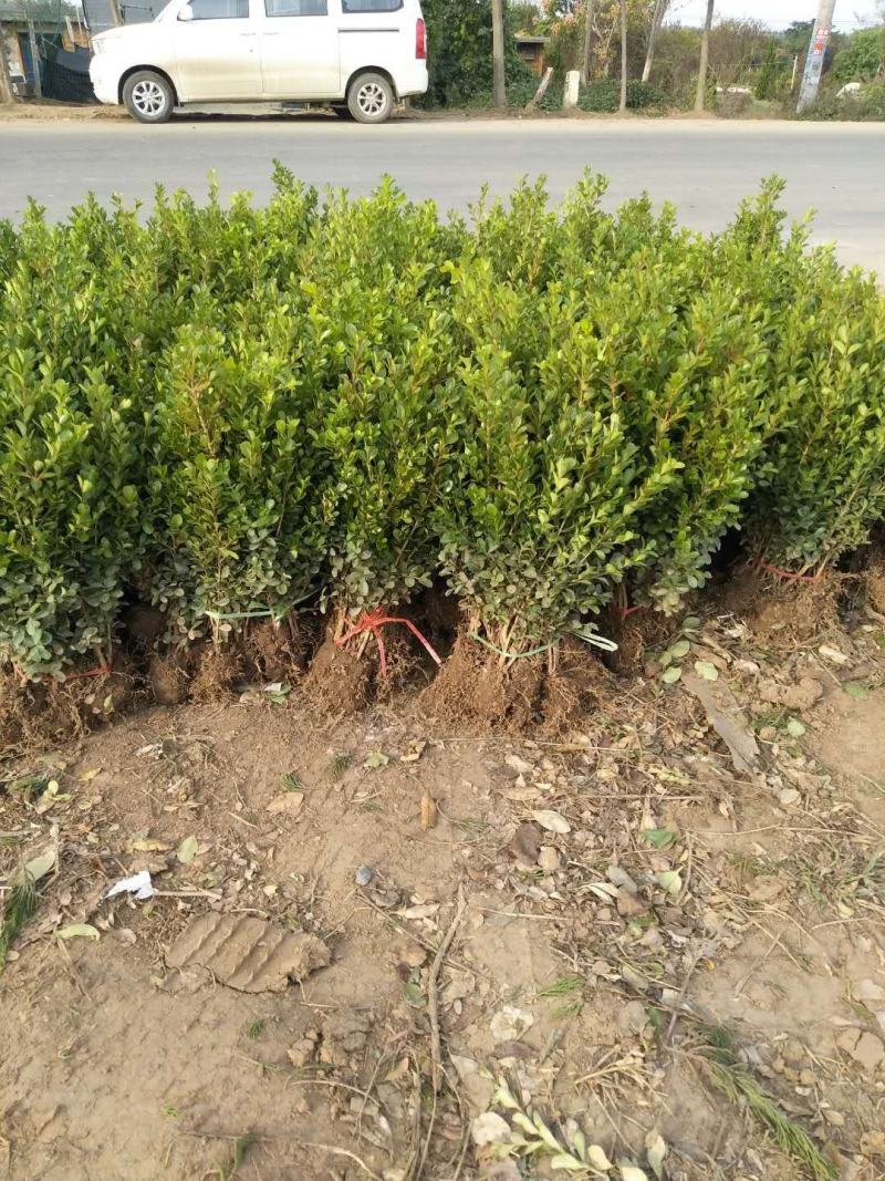 瓜子黄杨小苗，黄杨工程苗，苗圃大量供应，实地看货选购