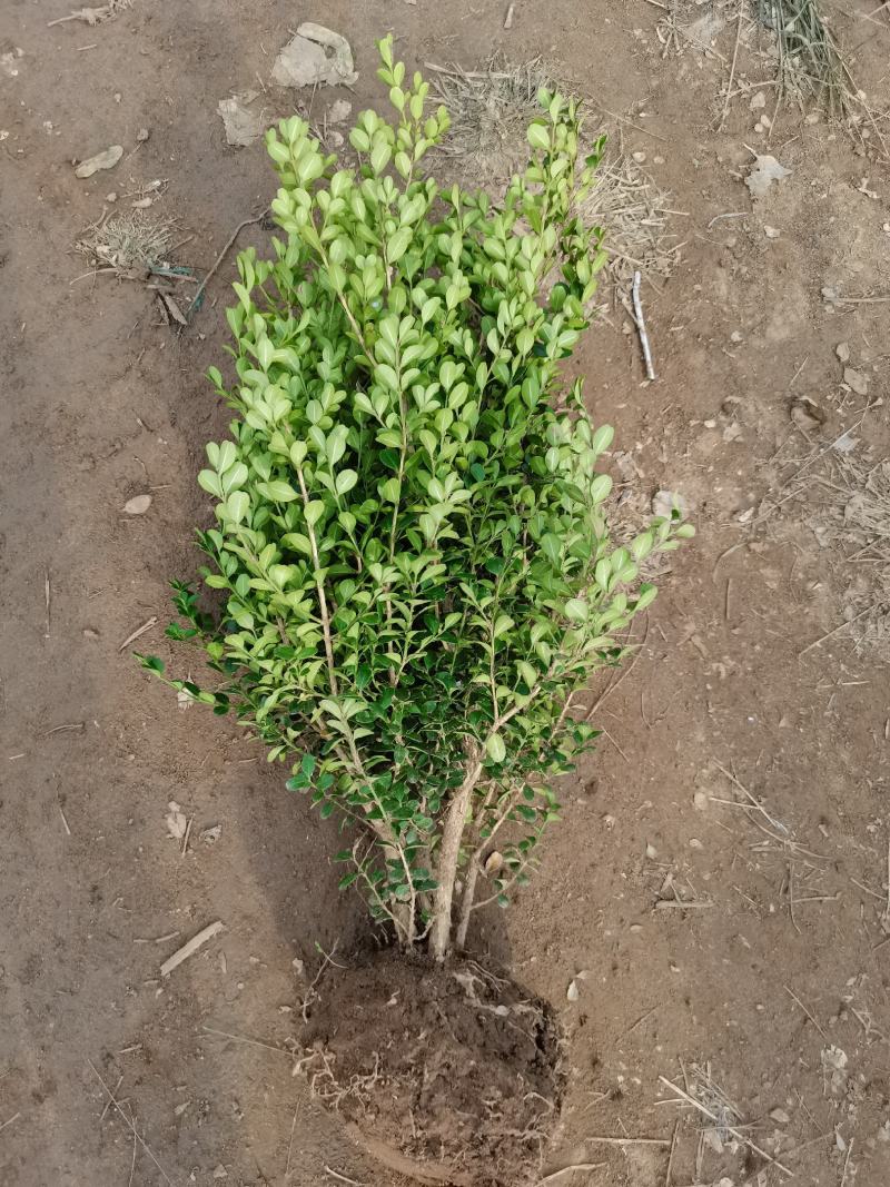 瓜子黄杨小苗，黄杨工程苗，苗圃大量供应，实地看货选购