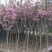 日本樱花树苗樱花小苗晚樱南北方庭院地栽盆栽樱花树绿化苗木