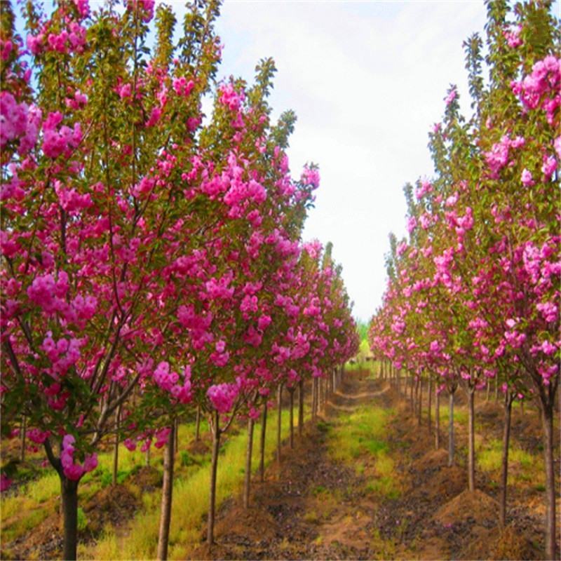 日本樱花树苗樱花小苗晚樱南北方庭院地栽盆栽樱花树绿化苗木