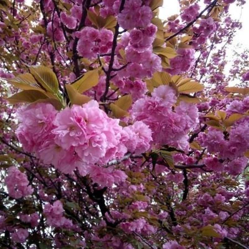 日本樱花树苗樱花小苗晚樱南北方庭院地栽盆栽樱花树绿化苗木
