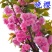 日本樱花树苗樱花小苗晚樱南北方庭院地栽盆栽樱花树绿化苗木