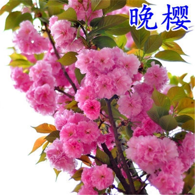 日本樱花树苗樱花小苗晚樱南北方庭院地栽盆栽樱花树绿化苗木