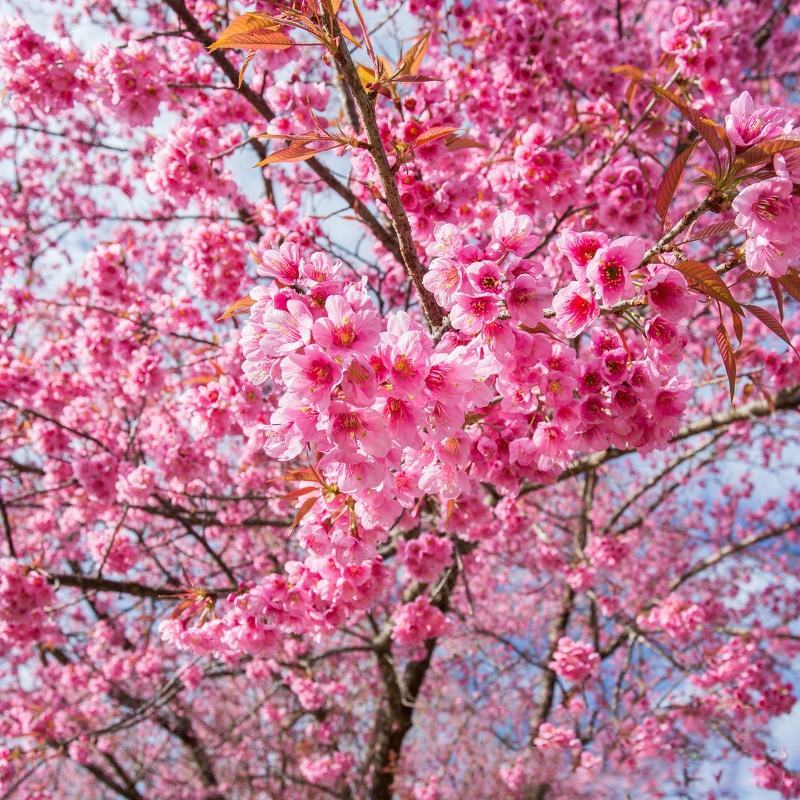 日本樱花树苗樱花小苗晚樱南北方庭院地栽盆栽樱花树绿化苗木