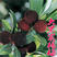 台湾黑高峰杨梅树苗早熟特大杨梅树苗耐寒南北方种植当年结果