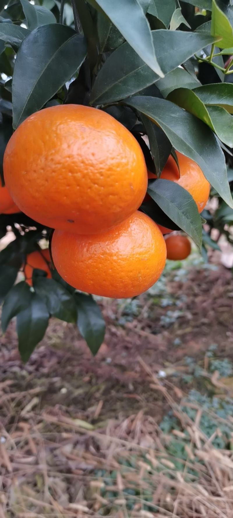 精品沃柑大量上市有想法的老板联系