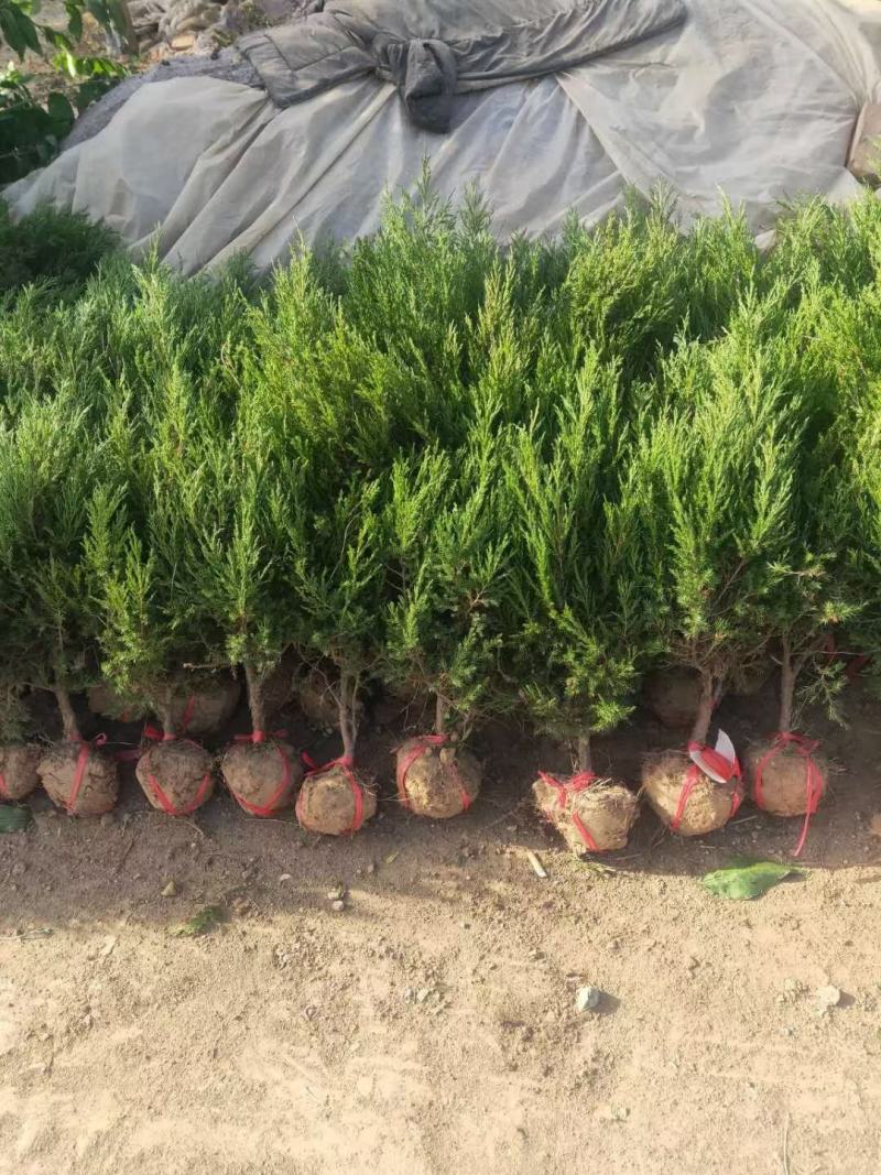 直销蜀侩工程苗，80高度-2米，小苗海量供应实地看货