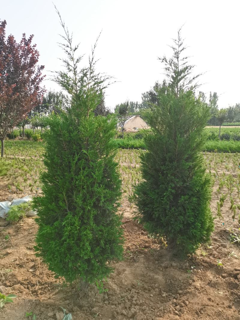 直销蜀侩工程苗，80高度-2米，小苗海量供应实地看货
