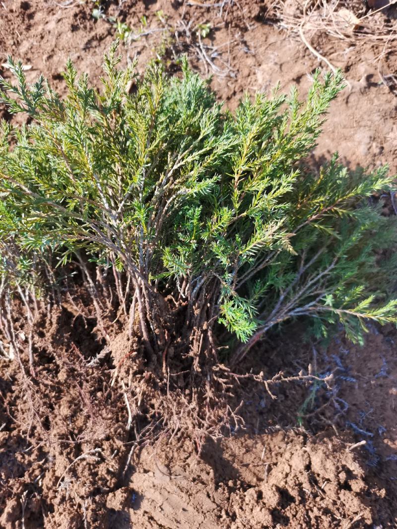直销蜀侩工程苗，80高度-2米，小苗海量供应实地看货