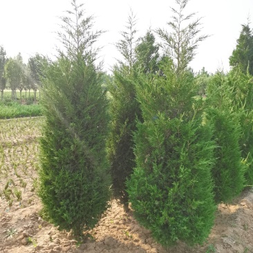 直销蜀侩工程苗，80高度-2米，小苗海量供应实地看货