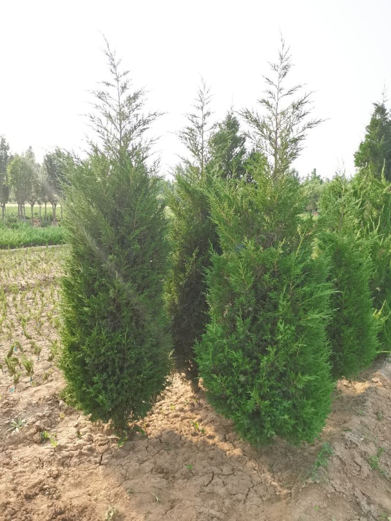 直销蜀侩工程苗，80高度-2米，小苗海量供应实地看货