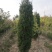 直销蜀侩工程苗，80高度-2米，小苗海量供应实地看货