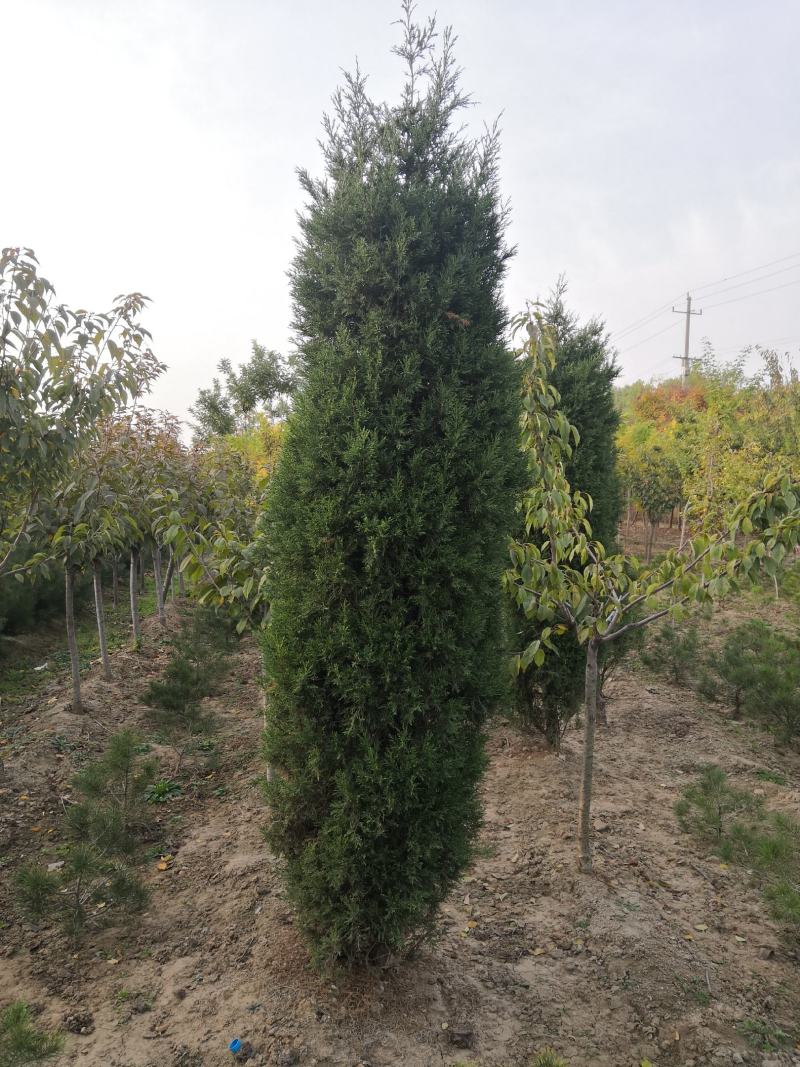 直销蜀侩工程苗，80高度-2米，小苗海量供应实地看货