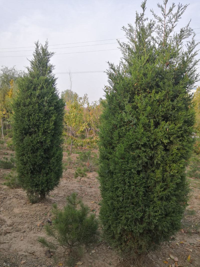直销蜀侩工程苗，80高度-2米，小苗海量供应实地看货