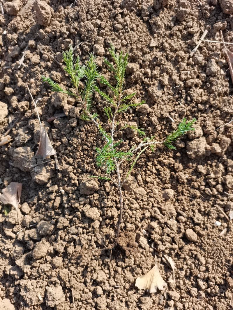 直销蜀侩工程苗，80高度-2米，小苗海量供应实地看货