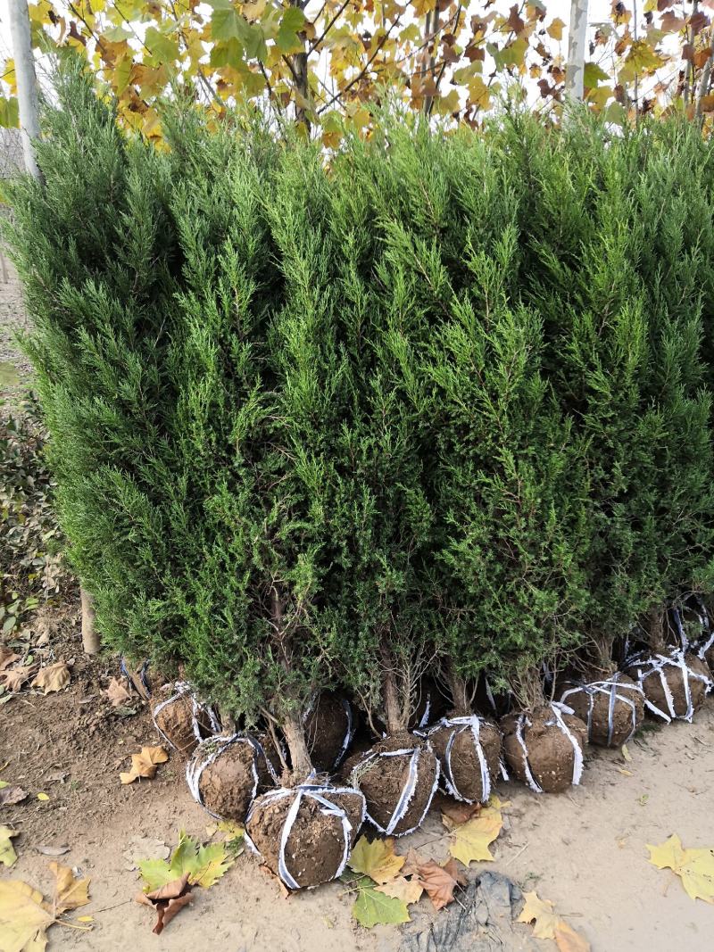直销蜀侩工程苗，80高度-2米，小苗海量供应实地看货