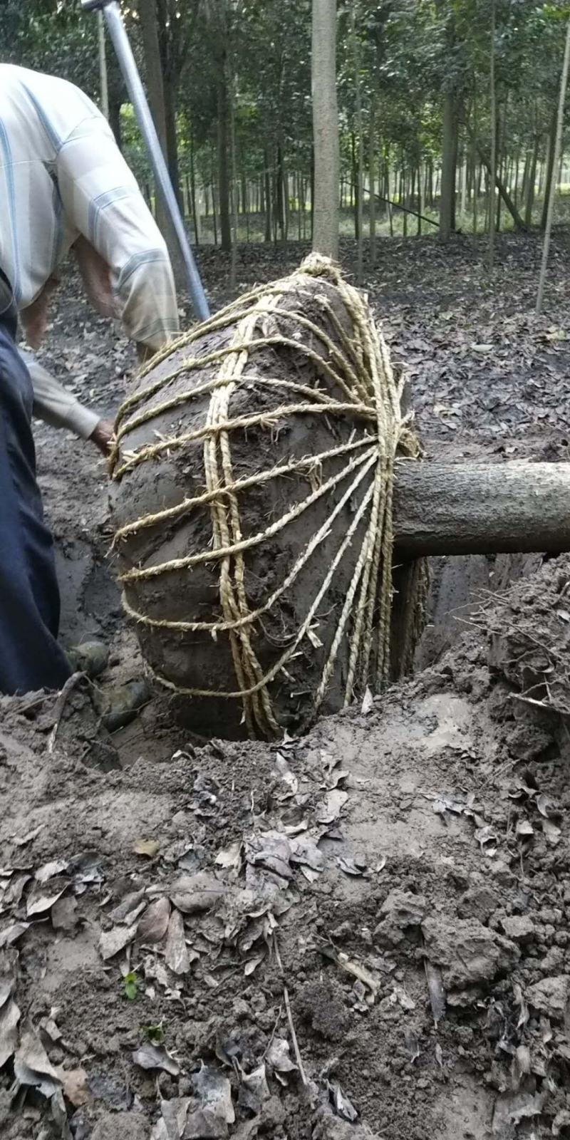 基地直销大叶女贞2--20公分，现场看货选购，高杆女贞。