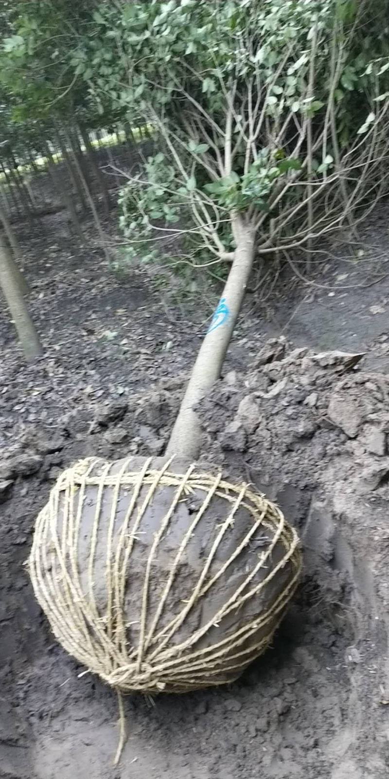基地直销大叶女贞2--20公分，现场看货选购，高杆女贞。