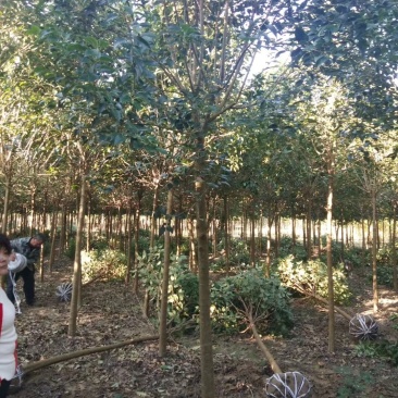 基地直销大叶女贞2--20公分，现场看货选购，高杆女贞。