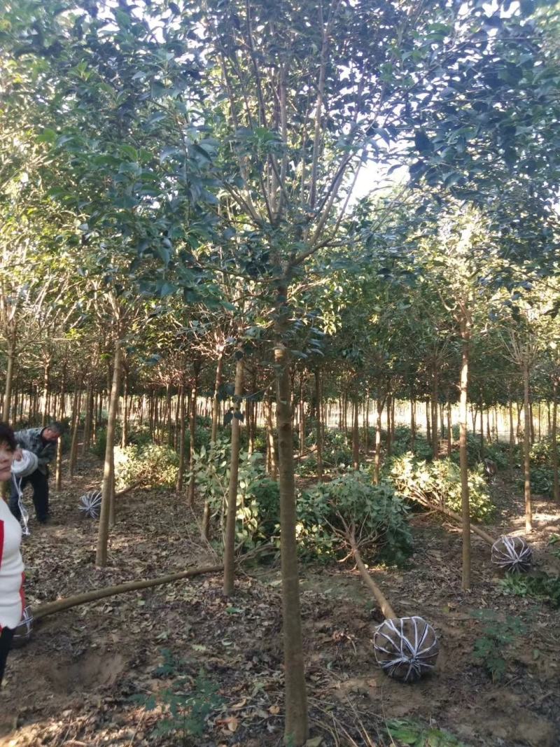 基地直销大叶女贞2--20公分，现场看货选购，高杆女贞。
