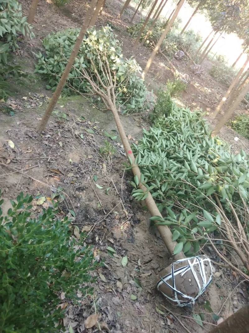 基地直销大叶女贞2--20公分，现场看货选购，高杆女贞。