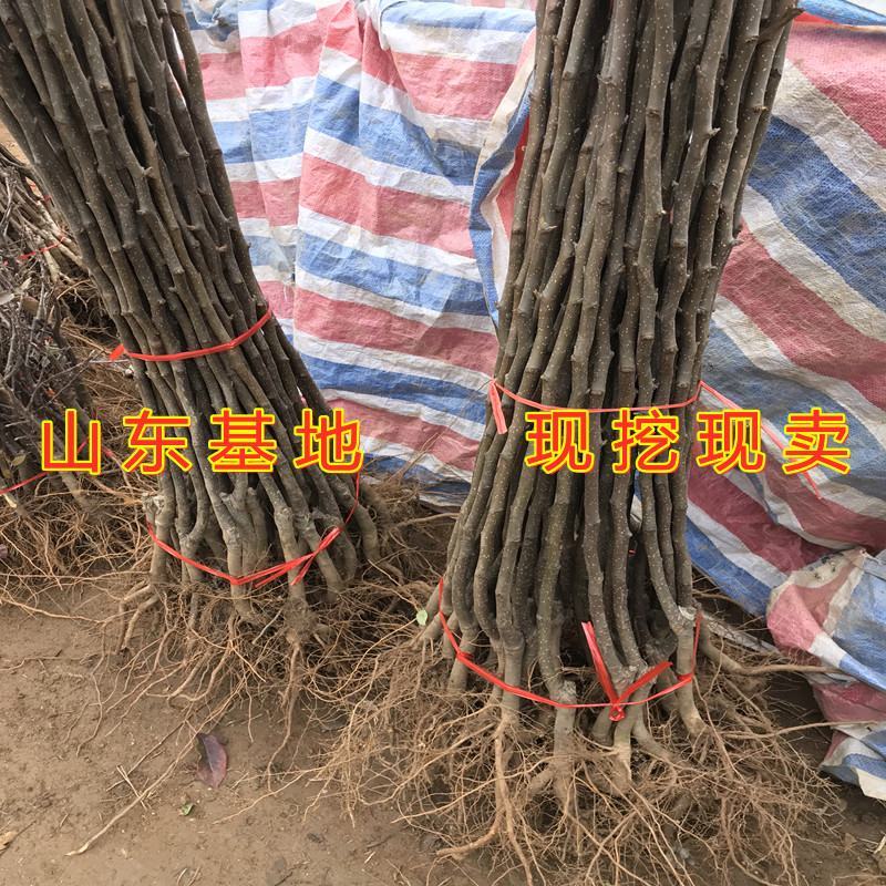 占地梨树苗南北方种植好养易活便宜梨树苗果树苗