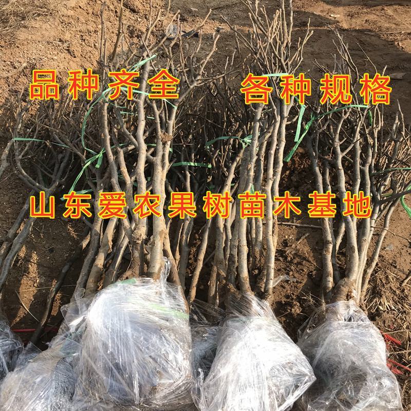 占地梨树苗南北方种植好养易活便宜梨树苗果树苗