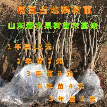 占地梨树苗南北方种植好养易活便宜梨树苗果树苗