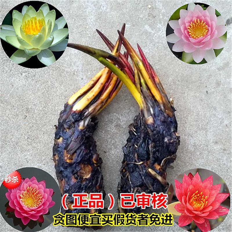 池塘水池大睡莲睡莲根块水培植物水生根块大睡莲花根