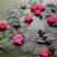 池塘水池大睡莲睡莲根块水培植物水生根块大睡莲花根
