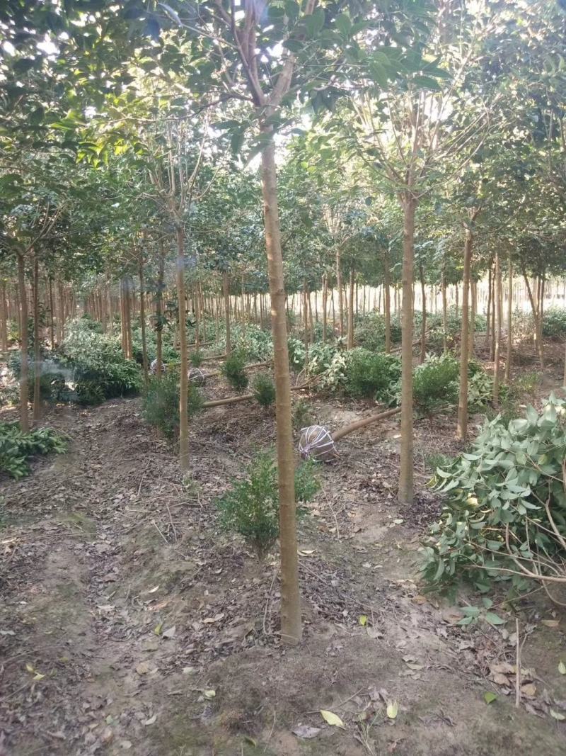 基地直销大叶女贞2--20公分，现场看货选购，高杆女贞。