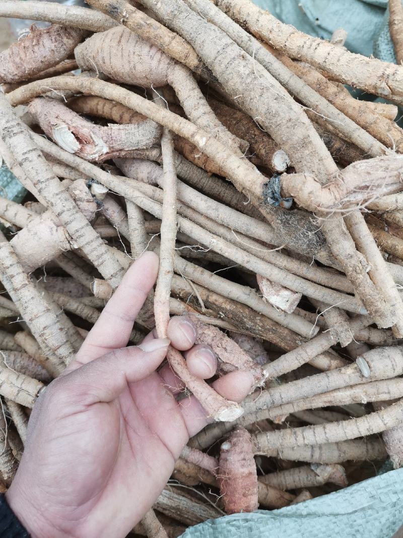 牛大力粗根新鲜现挖现卖极速发货泡酒煲汤靓货