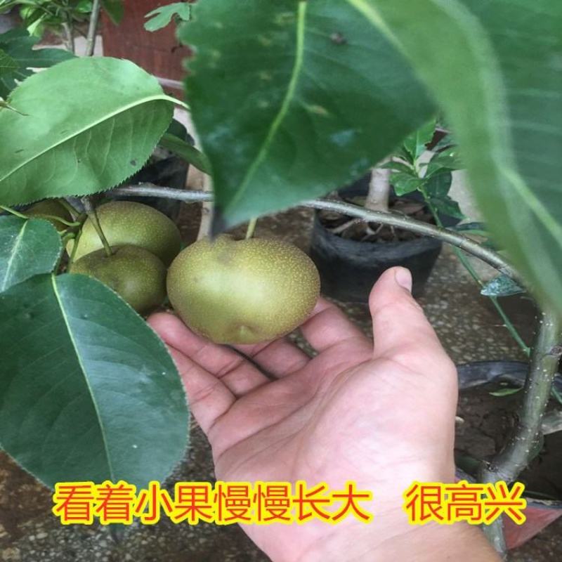 占地梨树苗嫁接品种梨树苗南北方种植好养易活果树苗