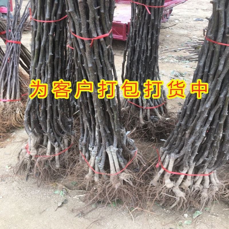 占地梨树苗嫁接品种梨树苗南北方种植好养易活果树苗