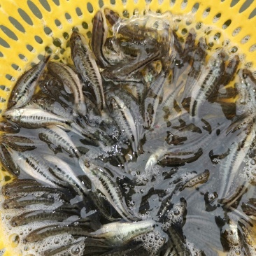 加州鲈鱼苗，已训化饲料养殖，养殖前景广阔
