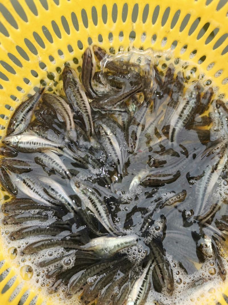 加州鲈鱼苗，已训化饲料养殖，养殖前景广阔