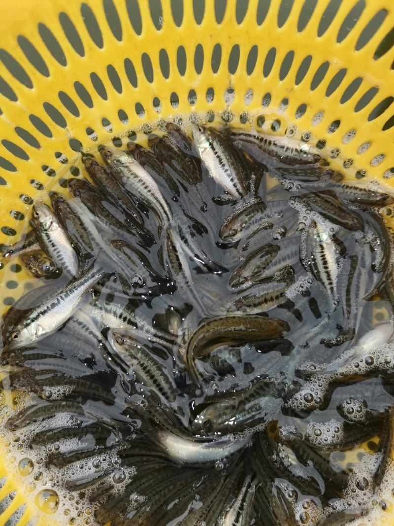 加州鲈鱼苗，已训化饲料养殖，养殖前景广阔