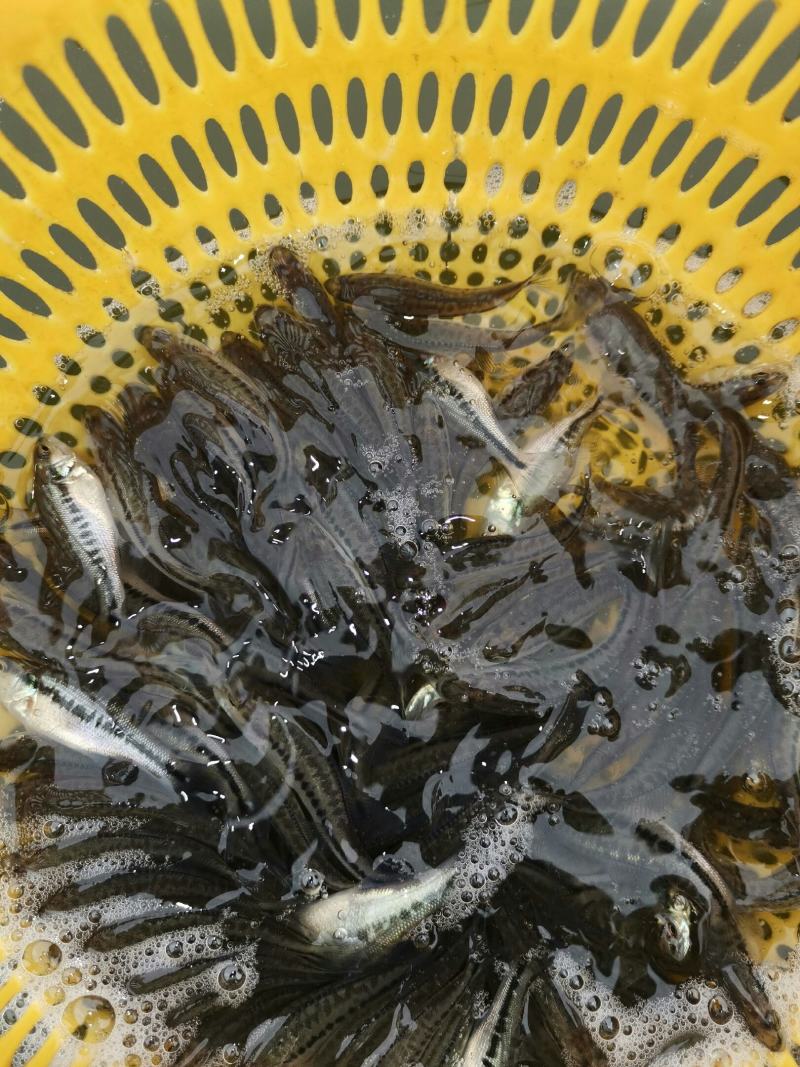 加州鲈鱼苗，已训化饲料养殖，养殖前景广阔