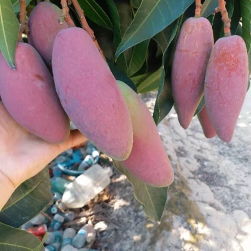 海南三三亚热带贵妃芒