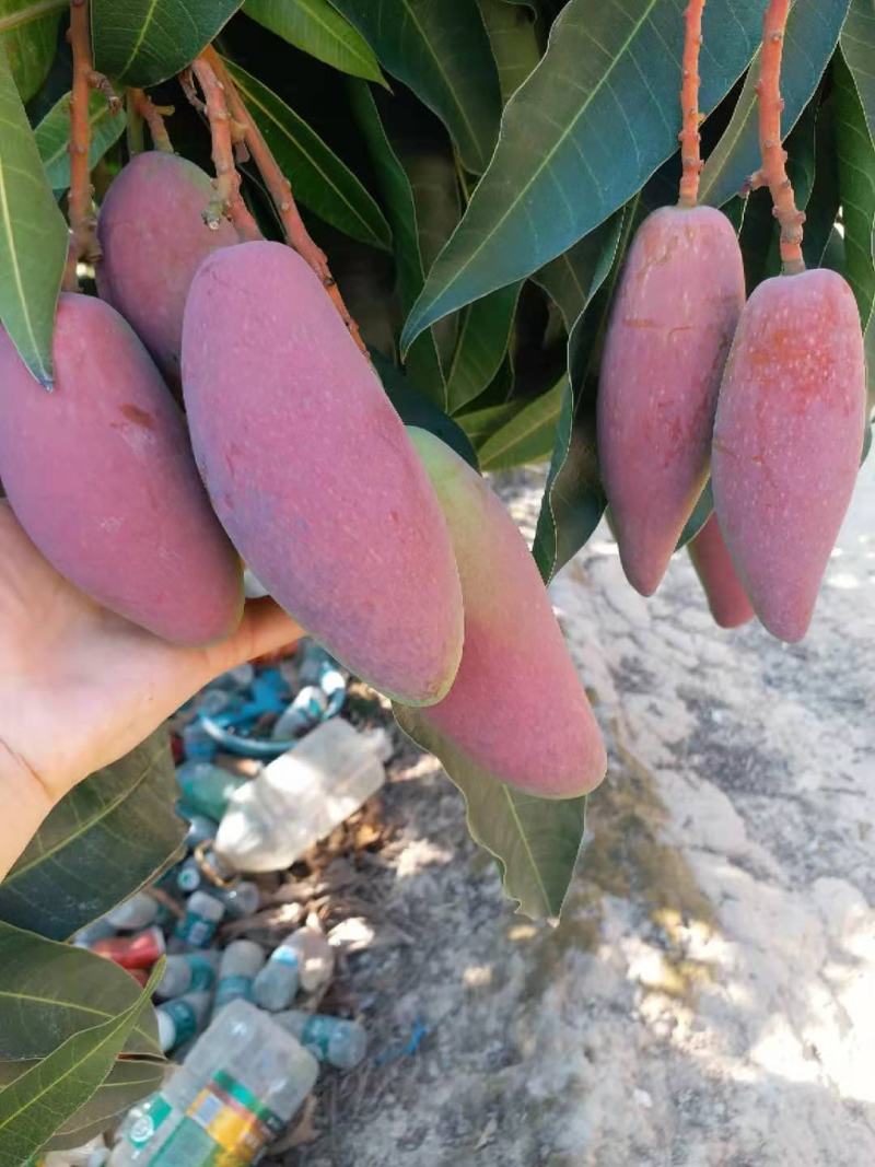 海南三三亚热带贵妃芒