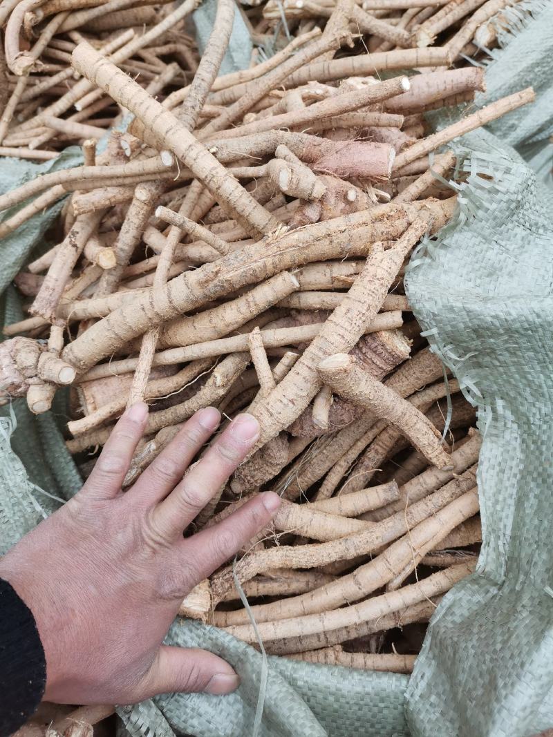 牛大力粗根新鲜现挖现卖极速发货泡酒煲汤靓货