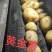 黄金薯热销中，以信为本，互助共赢，欢迎各地老板