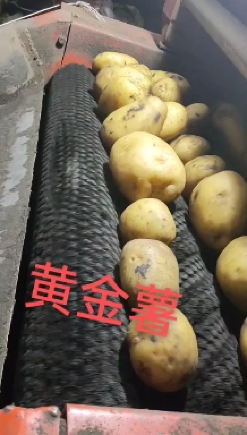 黄金薯热销中，以信为本，互助共赢，欢迎各地老板
