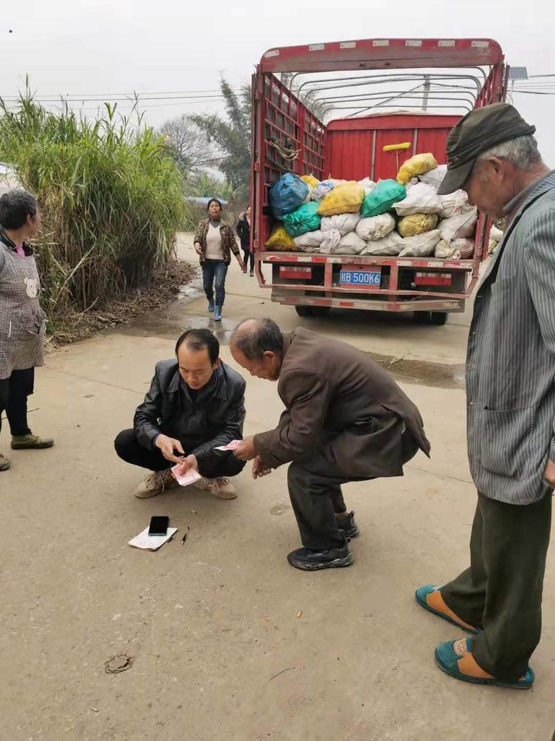 佛手瓜刚开口，保质量！量大价格优！扶持技术！欢迎佛手瓜